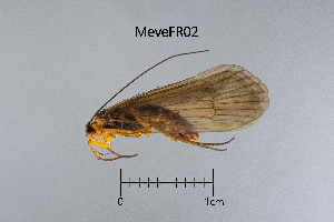  ( - MeveFR)  @11 [ ] by (2025) Omar Lodovici Museo Civico Scienze Naturali Bergamo