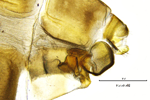  ( - MeveFR)  @11 [ ] by (2025) Omar Lodovici Museo Civico Scienze Naturali Bergamo