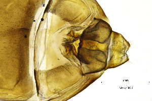  ( - MeveFR)  @11 [ ] by (2025) Omar Lodovici Museo Civico Scienze Naturali Bergamo