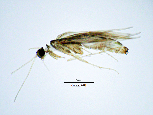  ( - OxhaCA)  @11 [ ] by (2025) Omar Lodovici Museo Civico Scienze Naturali Bergamo