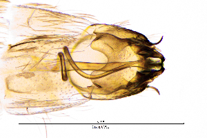  ( - OxhaCA)  @11 [ ] by (2025) Omar Lodovici Museo Civico Scienze Naturali Bergamo