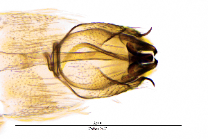  ( - OxhaCA)  @11 [ ] by (2025) Omar Lodovici Museo Civico Scienze Naturali Bergamo