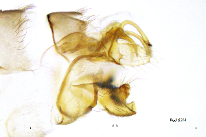  ( - PodiSS)  @11 [ ] by (2025) Omar Lodovici Museo Civico Scienze Naturali Bergamo