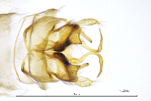  ( - PodiSS)  @11 [ ] by (2025) Omar Lodovici Museo Civico Scienze Naturali Bergamo