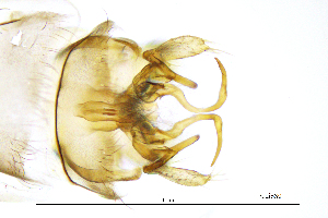  ( - PodiSS)  @11 [ ] by (2025) Omar Lodovici Museo Civico Scienze Naturali Bergamo