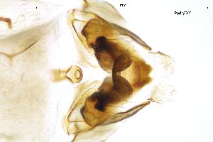  ( - PodiSS)  @11 [ ] by (2025) Omar Lodovici Museo Civico Scienze Naturali Bergamo