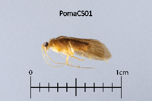  ( - PomaCS)  @11 [ ] by (2025) Omar Lodovici Museo Civico Scienze Naturali Bergamo