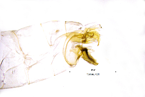  (Polycentropus malickyi - PomaCS)  @11 [ ] by (2025) Omar Lodovici Museo Civico Scienze Naturali Bergamo