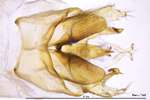  ( - PomaCS)  @11 [ ] by (2025) Omar Lodovici Museo Civico Scienze Naturali Bergamo