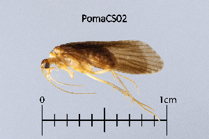  ( - PomaCS)  @11 [ ] by (2025) Omar Lodovici Museo Civico Scienze Naturali Bergamo