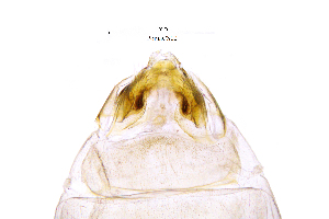  ( - PomaCS)  @11 [ ] by (2025) Omar Lodovici Museo Civico Scienze Naturali Bergamo