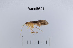  ( - PomoBG)  @11 [ ] by (2025) Omar Lodovici Museo Civico Scienze Naturali Bergamo