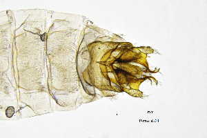  ( - PomoBG)  @11 [ ] by (2025) Omar Lodovici Museo Civico Scienze Naturali Bergamo