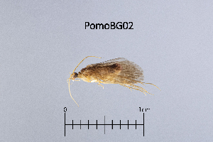  ( - PomoBG)  @11 [ ] by (2025) Omar Lodovici Museo Civico Scienze Naturali Bergamo