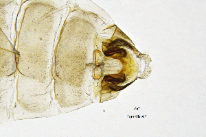  ( - PomoBG)  @11 [ ] by (2025) Omar Lodovici Museo Civico Scienze Naturali Bergamo