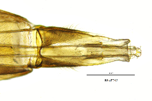  (Rhyacophila foliacea - RhfoFR)  @11 [ ] by (2025) Omar Lodovici Museo Civico Scienze Naturali Bergamo