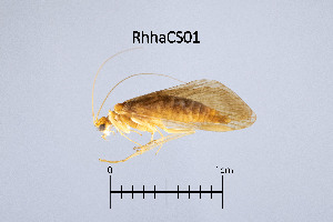  (Rhyacophila hartigi - RhhaCS)  @11 [ ] by (2025) omar lodovici Museo Civico Scienze Naturali Bergamo