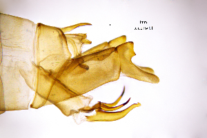  (Rhyacophila rougemonti - RhroPA)  @11 [ ] by (2025) Omar Lodovici Museo Civico Scienze Naturali Bergamo