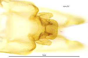  (Rhyacophila vallei - RhvaIS)  @11 [ ] by (2025) Omar Lodovici Museo Civico Scienze Naturali Bergamo