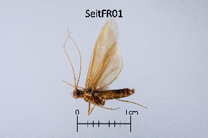  (Sericostoma italicum - SeitFR)  @11 [ ] by (2025) Omar Lodovici Museo Civico Scienze Naturali Bergamo