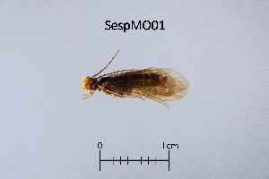  ( - SespMO)  @11 [ ] by (2025) Omar Lodovici Museo Civico Scienze Naturali Bergamo