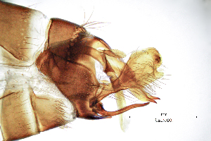  ( - SespMO)  @11 [ ] by (2025) Omar Lodovici Museo Civico Scienze Naturali Bergamo