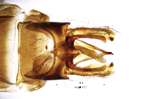 ( - SespMO)  @11 [ ] by (2025) Omar Lodovici Museo Civico Scienze Naturali Bergamo