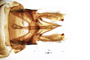  ( - SespMO)  @11 [ ] by (2025) Omar Lodovici Museo Civico Scienze Naturali Bergamo