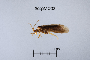  ( - SespMO)  @11 [ ] by (2025) Omar Lodovici Museo Civico Scienze Naturali Bergamo