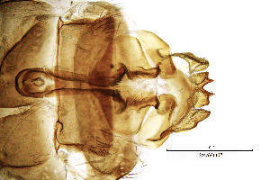  ( - SespMO)  @11 [ ] by (2025) Omar Lodovici Museo Civico Scienze Naturali Bergamo
