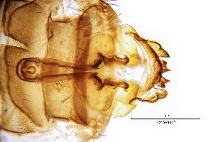  ( - SespMO)  @11 [ ] by (2025) Omar Lodovici Museo Civico Scienze Naturali Bergamo