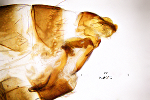  ( - SespMO)  @11 [ ] by (2025) Omar Lodovici Museo Civico Scienze Naturali Bergamo