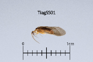  ( - TiagSS)  @11 [ ] by (2025) Omar Lodovici Museo Civico Scienze Naturali Bergamo