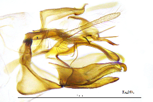  (Tinodes agaricinus - TiagSS)  @11 [ ] by (2025) Omar Lodovici Museo Civico Scienze Naturali Bergamo