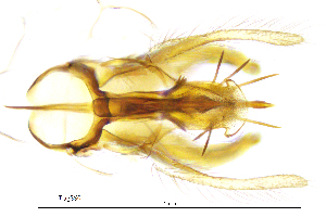  ( - TiagSS)  @11 [ ] by (2025) Omar Lodovici Museo Civico Scienze Naturali Bergamo