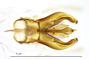  ( - TiagSS)  @11 [ ] by (2025) Omar Lodovici Museo Civico Scienze Naturali Bergamo