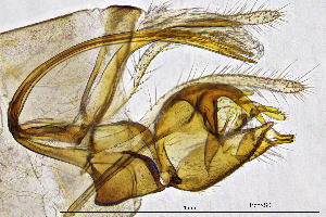  (Tinodes cortensis - TicoSS)  @11 [ ] by (2025) Omar Lodovici Museo Civico Scienze Naturali Bergamo