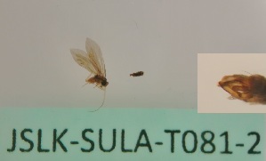  (Agapetus lindus - JSLK-SULA-T081-2)  @11 [ ] by-nc (2020) Juha Salokannel University of Oulu