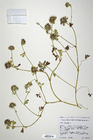  (Trifolium cherleri - CP0010647)  @11 [ ] CreativeCommons  Attribution Non-Commercial No Derivatives (2020) Herbarium C Natural History Museum of Denmark