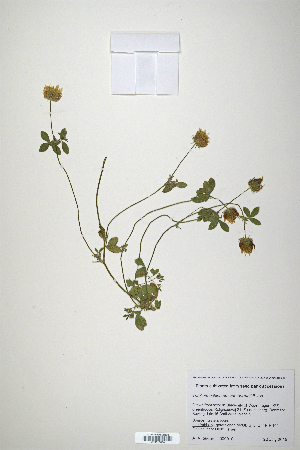  (Trifolium echinatum var. carmeli - CP0010654)  @11 [ ] CreativeCommons  Attribution Non-Commercial No Derivatives (2020) Herbarium C Natural History Museum of Denmark