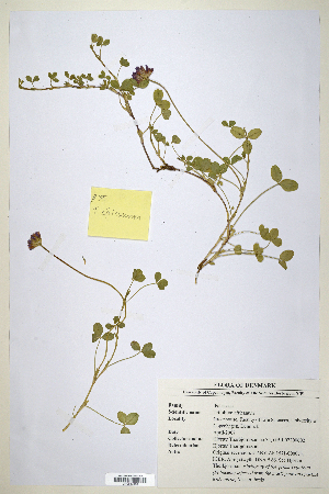  (Trifolium africanum - CP0014668)  @11 [ ] CreativeCommons  Attribution Non-Commercial No Derivatives (2020) Herbarium C Natural History Museum of Denmark