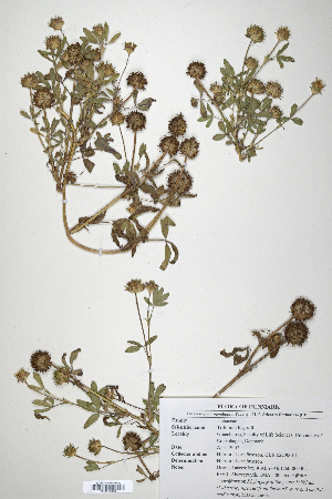 (Trifolium lugardii - CP0014690)  @11 [ ] CreativeCommons  Attribution Non-Commercial No Derivatives (2020) Herbarium C Natural History Museum of Denmark