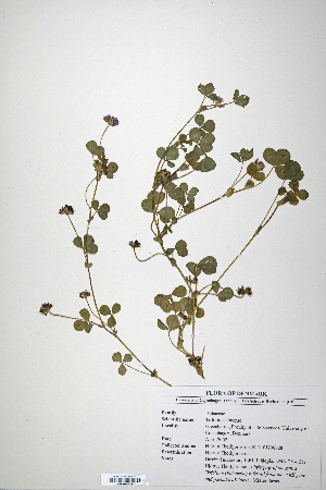  (Trifolium simense - CP0014716)  @11 [ ] CreativeCommons  Attribution Non-Commercial No Derivatives (2020) Herbarium C Natural History Museum of Denmark