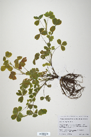  (Trifolium longidentatum - CP0019860)  @11 [ ] CreativeCommons  Attribution Non-Commercial No Derivatives (2020) Herbarium C Natural History Museum of Denmark