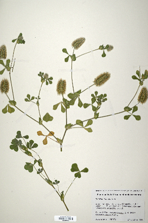  (Trifolium trichopterum - CP0019862)  @11 [ ] CreativeCommons  Attribution Non-Commercial No Derivatives (2020) Herbarium C Natural History Museum of Denmark