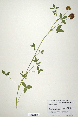  (Trifolium badium - CP0019878)  @11 [ ] CreativeCommons  Attribution Non-Commercial No Derivatives (2020) Herbarium C Natural History Museum of Denmark