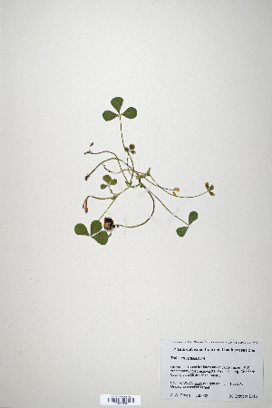  (Trifolium israeliticum - CP0019892)  @11 [ ] CreativeCommons  Attribution Non-Commercial No Derivatives (2020) Herbarium C Natural History Museum of Denmark