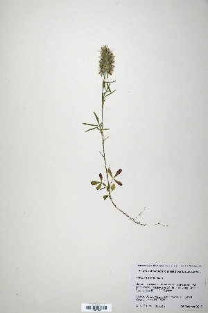  (Trifolium salmoneum - CP0019899)  @11 [ ] CreativeCommons  Attribution Non-Commercial No Derivatives (2020) Herbarium C Natural History Museum of Denmark
