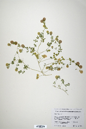  (Trifolium clusii - CP0019900)  @11 [ ] CreativeCommons  Attribution Non-Commercial No Derivatives (2020) Herbarium C Natural History Museum of Denmark