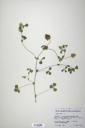  (Trifolium sylvaticum - CP0019908)  @11 [ ] CreativeCommons  Attribution Non-Commercial No Derivatives (2020) Herbarium C Natural History Museum of Denmark